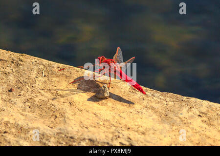 Makro von rot geäderten Trithemis Dropwing, Dragonfly, arteriellen, im iSimangaliso Wetland Park in St. Lucia, Südafrika. Die Afrikanische Namen der rote Libelle ist Rooinerfie. Stockfoto