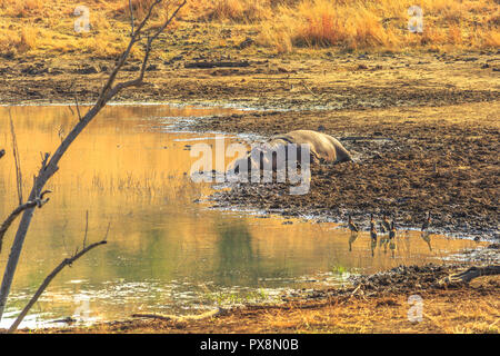 Nilpferd Kapstadt oder Südafrika Nilpferd auf einem Ufer des Flusses in Pilanesberg National Park, Südafrika, ein beliebter Park in der Nähe von Johannesburg und Pretoria ruht. Stockfoto