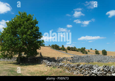 Friedliche Aussicht über moorlandschaften Ackerland mit Trockenmauern auf einem sonnigen Juli Nachmittag in der nähe von Hartington, Derbyshire, England, Großbritannien Stockfoto