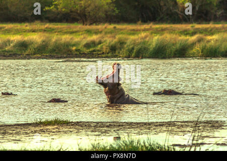 Sehr verärgerten Mann mit offenen Mund von Kapstadt oder Südafrika Nilpferd Nilpferd in St. Lucia Estuary, iSimangaliso Wetland Park, Südafrika. Das Nilpferd ist eine der gefährlichsten Säugetier in Afrika. Stockfoto