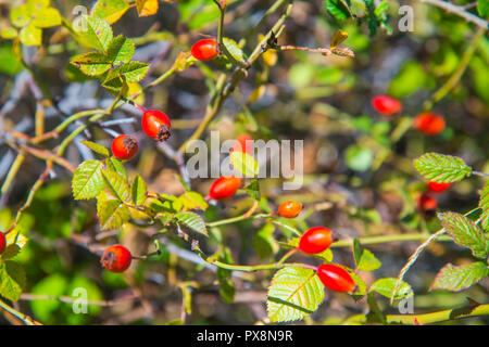 Beeren von Wild Rose. Ansicht schließen. Stockfoto