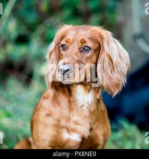 Working golden English Cocker Spaniel hund Stockfoto