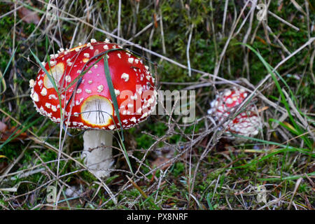 Fly agaric Fliegenpilz. Pilze Futter Spaziergang in Hampden Wälder. Buckinghamshire Chilterns, England, Großbritannien Stockfoto