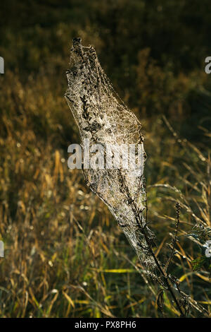 Schön beleuchteten morgen Tautropfen in Spinnennetz, zwischen Wiesen, in der Morgendämmerung. Oktober, Polen im Herbst. Vertikale Ansicht. Stockfoto