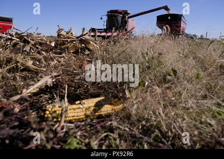 Fonda, Iowa, USA. 17 Okt, 2018. Ein Landwirt entlädt seine Mähdrescher ernten, als er seinem Maisfeld Mais außerhalb von Fonda, Iowa, Mittwoch, 17. Okt. 2018. Die Landwirte werden entlastet, in ihren Bereichen zu erhalten, ihre Kulturen bis zur Ernte nach sieben bis acht Tagen Regen vor kurzem. Aber diese Erleichterung nicht Ihre Sorge, dass der Tarif spuckte der Die aktuelle republikanischen Administration in Washington ist derzeit mit anderen Nationen nicht lindern. Quelle: Jerry Mennenga/ZUMA Draht/Alamy leben Nachrichten Stockfoto