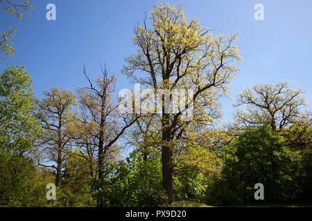 Sommergrüne Bäume unterschiedlichen Alters und unterschiedlicher Höhen in einen Mischwald mit verschiedenen Laub im Park, Feder Stockfoto