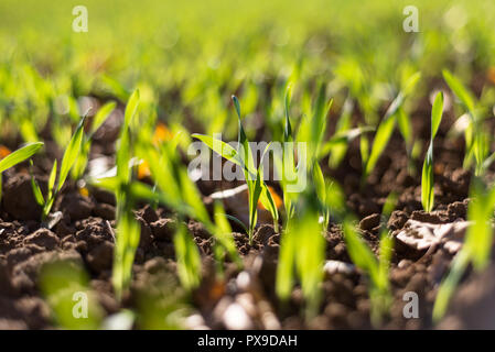 Winter Reifen winter Getreide, Körner Feld im September auf einer schönen, sonnigen Herbst Tag gefüttert. Nahaufnahme. Stockfoto