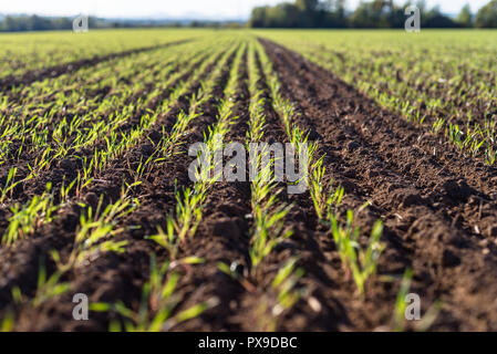 Winter Reifen winter Getreide, Körner Feld im September auf einer schönen, sonnigen Herbst Tag gefüttert. Stockfoto