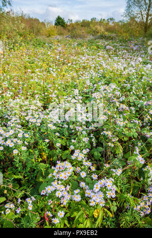 Gemeinsame Astern, Worcestershire, England Stockfoto