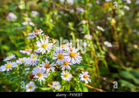 Wilde Astern, Worcestershire, England Stockfoto