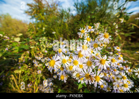 Wilde Astern, Worcestershire, England Stockfoto