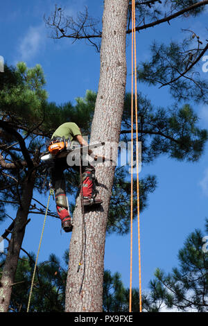 Professionelle Holzfäller in der Nähe ein Haus. Der Einschlag von hohen Pinien erfordert die Abholzung Ihrer Baumstämme von oben nach unten. Stockfoto