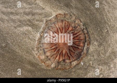 Tote Quallen auf Sand am Strand in der Sonne Stockfoto