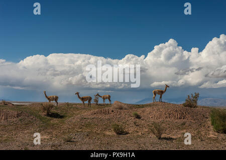 Vier Vikunjas in der Wüste, die Berge im Hintergrund und schöne Wolken Stockfoto
