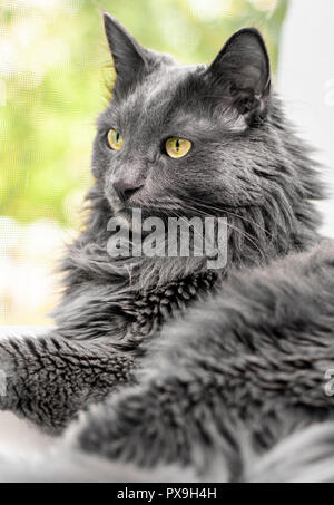 Close up Portrait von schöne graue Katze liegt auf dem Fensterbrett in der Nähe von offenen Fenster mit Moskitonetz. Makro anzeigen Stockfoto