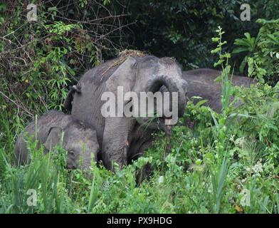 Herde von Borneo Pygmy Elefanten füttern auf Kingabatangan River Bank. Weibliche Schmutz werfen sich auf den Rücken, um sich abzukühlen. Stockfoto