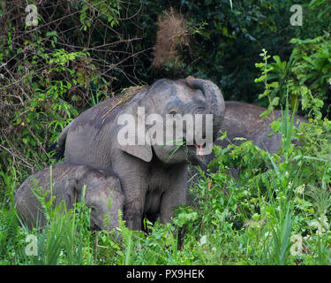Herde von Borneo Pygmy Elefanten füttern auf Kingabatangan River Bank. Weibliche Schmutz werfen sich auf den Rücken, um sich abzukühlen. Stockfoto