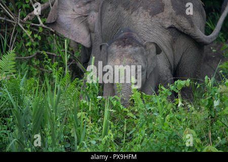 Herde von Borneo Pygmy Elefanten füttern auf Kingabatangan River Bank. Weibliche Schmutz werfen sich auf den Rücken, um sich abzukühlen. Stockfoto