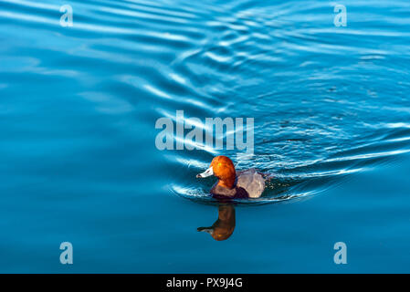Eine Ente schwimmt auf dem Lake Mead, Nevada, USA. Kopieren Sie Platz für Text Stockfoto