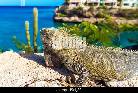 Iguana aalt sich in der Sonne in Playa Lagun, Curacao, Niederlande. Close-up Stockfoto