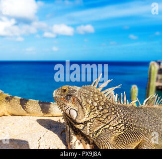 Iguana aalt sich in der Sonne in Playa Lagun, Curacao, Niederlande. Close-up Stockfoto