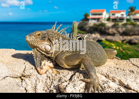 Iguana aalt sich in der Sonne in Playa Lagun, Curacao, Niederlande. Mit selektiven Fokus Stockfoto