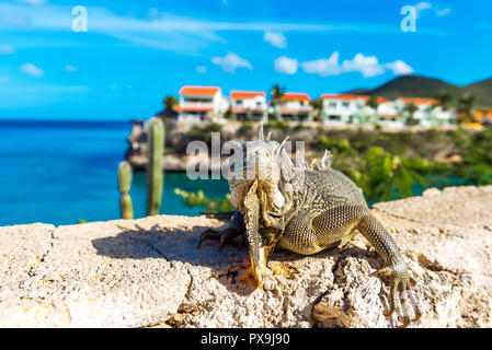 Iguana aalt sich in der Sonne in Playa Lagun, Curacao, Niederlande. Mit selektiven Fokus Stockfoto