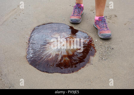 Woman's Füße neben großen Angeschwemmte Lion's Mane Quallen am Strand an der Mündung an Traeth Dulas auf der Insel Anglesey Coastal Path, Wales, UK. Stockfoto