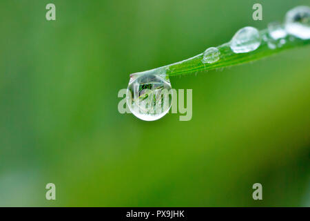 Nahaufnahme eines Dewdrop hängen vom Ende einer Grashalm mit geringer Tiefenschärfe. Stockfoto