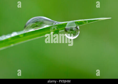 Nahaufnahme eines Dewdrop hängen vom Ende einer Grashalm mit geringer Tiefenschärfe. Stockfoto