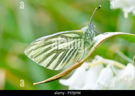 Rapsweißling Schmetterling (Pieris napi) in Ruhe auf das Blatt von einige weiße Glockenblumen (endymion non-skriptingunterbrechung) an einem kalten Frühlingstag. Stockfoto