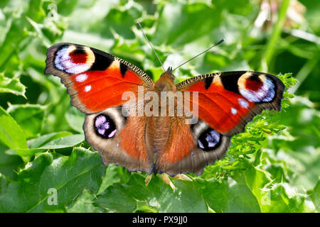 Tagpfauenauge (Nymphalis io), auch Europäischer Peacock bekannt, auf einige Thistle verlässt. Stockfoto