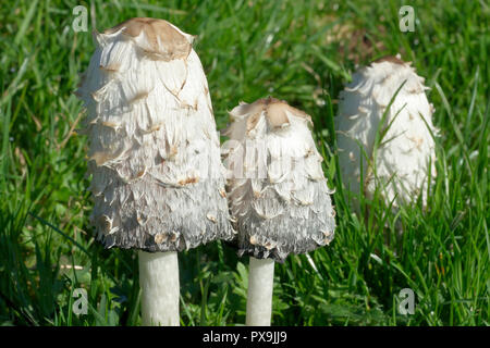 Shaggy Caps, Shaggy Inkcaps oder Anwalt Perücke (Coprinus comatus), in der Nähe von drei Fruchtkörper der Arten. Stockfoto