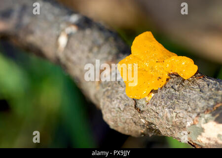 Gelbe Gehirn Pilz (Tremella mesenterica), Nahaufnahme der Fruchtkörper wachsen aus dem Zweig eines gefallenen Baum. Stockfoto