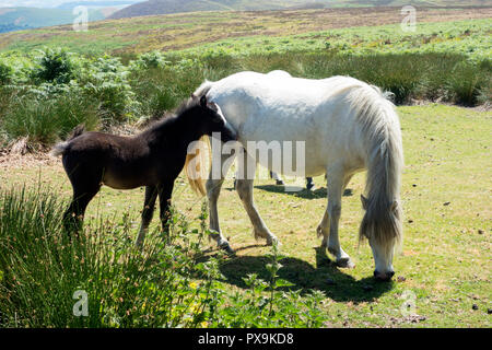 Wilden Ponys/Pferde auf dem Long Mynd in Shropshire UK Stockfoto