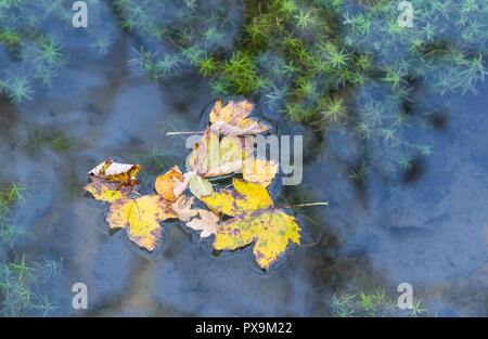 Mehrere tote Blätter, die zu Beginn des Herbstes in Großbritannien im Wasser mit reflektierendem Himmel schweben. Herbstfarben Konzept. Stockfoto