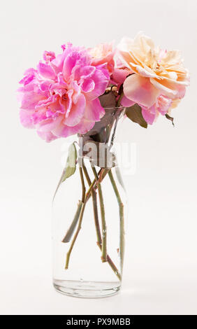 Rosa Rosen in einer Vase auf weißem Hintergrund Stockfoto