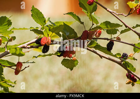 Maulbeerbaum bearying Obst Stockfoto