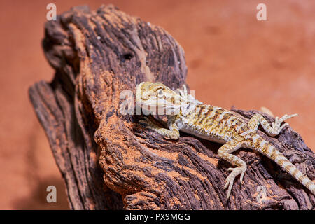 In der Nähe von jungen männlichen Leguan name Bartagamen auf Holz in seinem Terrarium Stockfoto