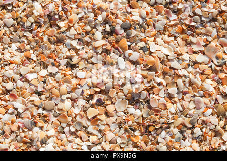 Seashell Textur, Strand Hintergrund, Sommer touristische Konzept Stockfoto