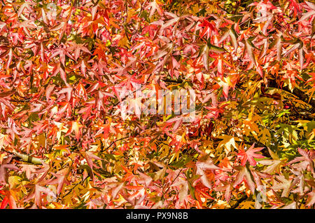 Viele Blätter von sweet Gum Trees, oder Liquidambar styraciflua, in verschiedenen Farben von Grün über Gelb und Orange bis Rot, an einem sonnigen Tag im Herbst Stockfoto