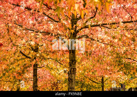 Sweet Gum Trees, oder Liquidambar styraciflua mit bunten Blätter an einem sonnigen Tag auf einem städtischen Platz im Herbst Stockfoto