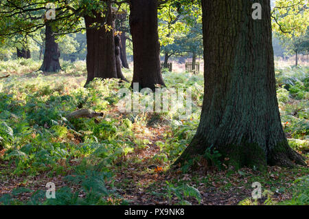 Die Baumstämme in National Trust Park Stockfoto