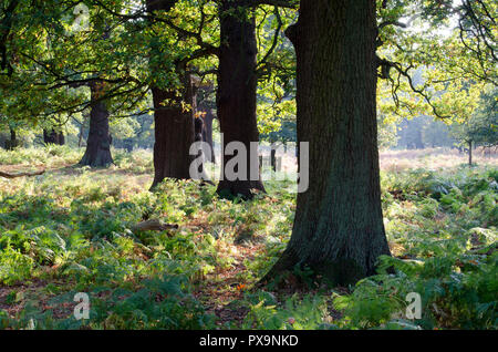 Die Baumstämme in National Trust Park Stockfoto