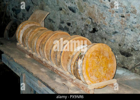Parmesan, alter italienischer Hartkäse Räder aufgestellt in einem Holzregal Stockfoto