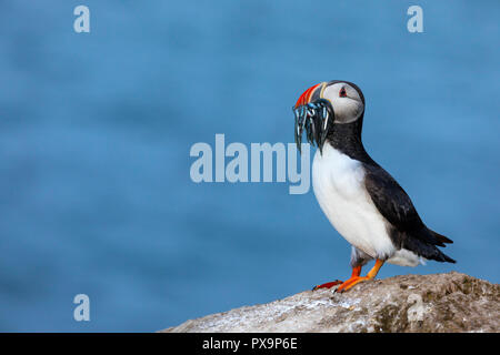 Nach Papageitaucher, Fratercula arctica, mit kleinen Fisch in seiner Rechnung, Grimsey Island, Island gefangen. Stockfoto