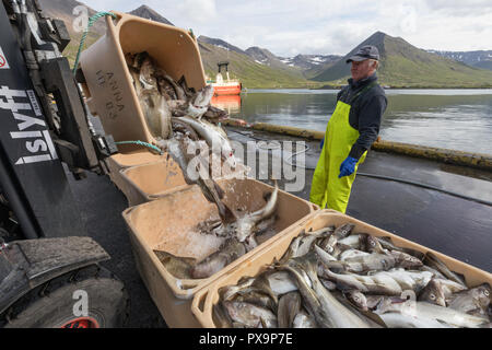 Sortierung frisch gefangenen Fisch in SiglufjÃ¶rÃ°ur, Siglufjordur, im Norden von Island. Stockfoto