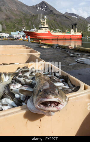 Sortierung frisch gefangenen Fisch in Siglufjörður, Siglufjordur, im Norden von Island. Stockfoto