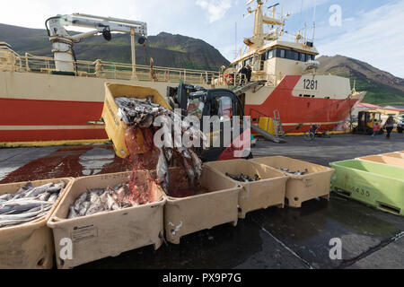 Sortierung frisch gefangenen Fisch in SiglufjÃ¶rÃ°ur, Siglufjordur, im Norden von Island. Stockfoto