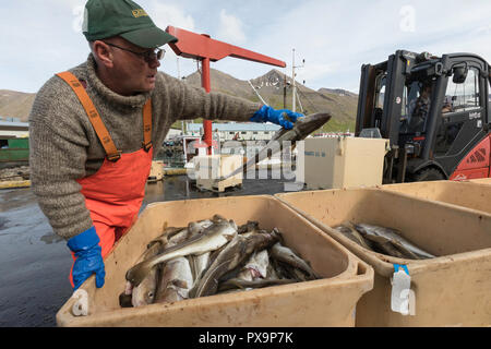 Sortierung frisch gefangenen Fisch in Siglufjörður, Siglufjordur, im Norden von Island. Stockfoto